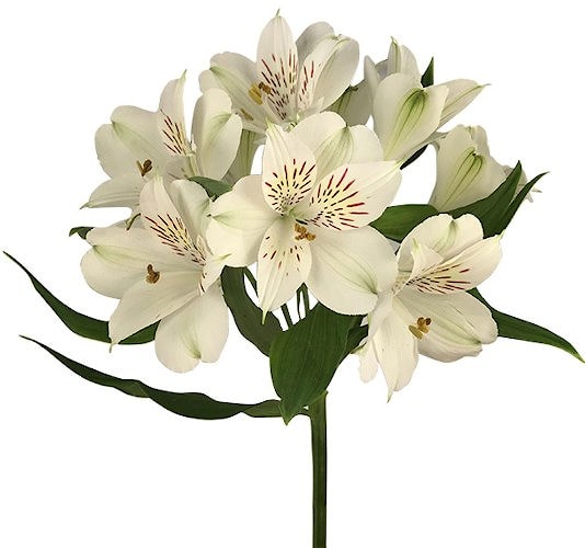 Альстромерия