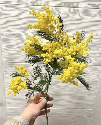 Мимоза (М), хорошая средняя 1 ветка   