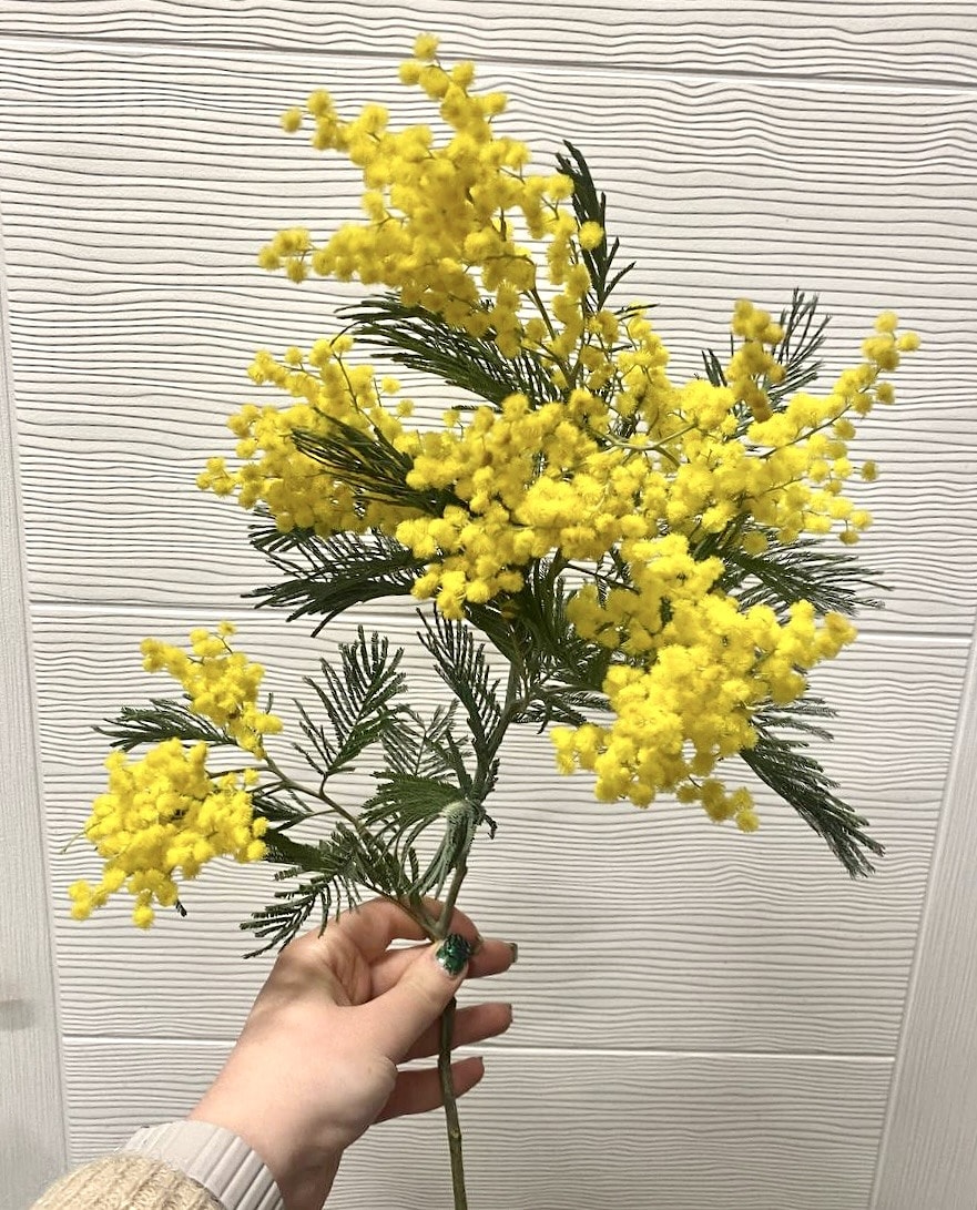 Мимоза малая ветка